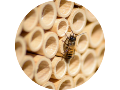 Für Mauerbienen artgerechtes Nistmaterial - BeeHome
