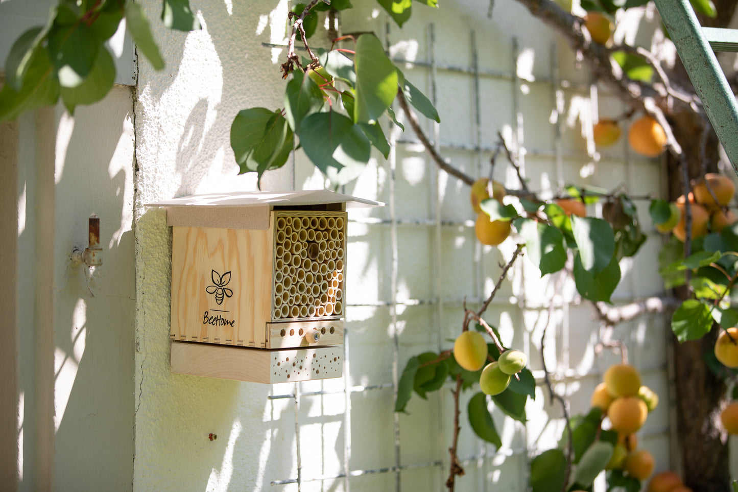 5 Wildbienenarten, die im Sommer gerne im BeeHome nisten
