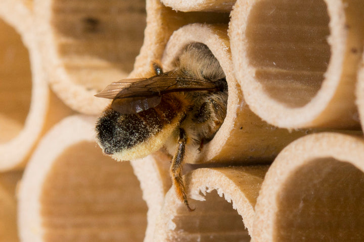 Eine Mauerbiene krabbelt mit Pollen beladen in eine Niströhre im BeeHome.