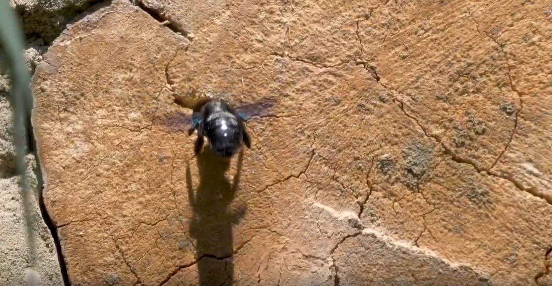 Holzbiene fliegt zu ihrem Nistplatz: ein morscher Holzklotz