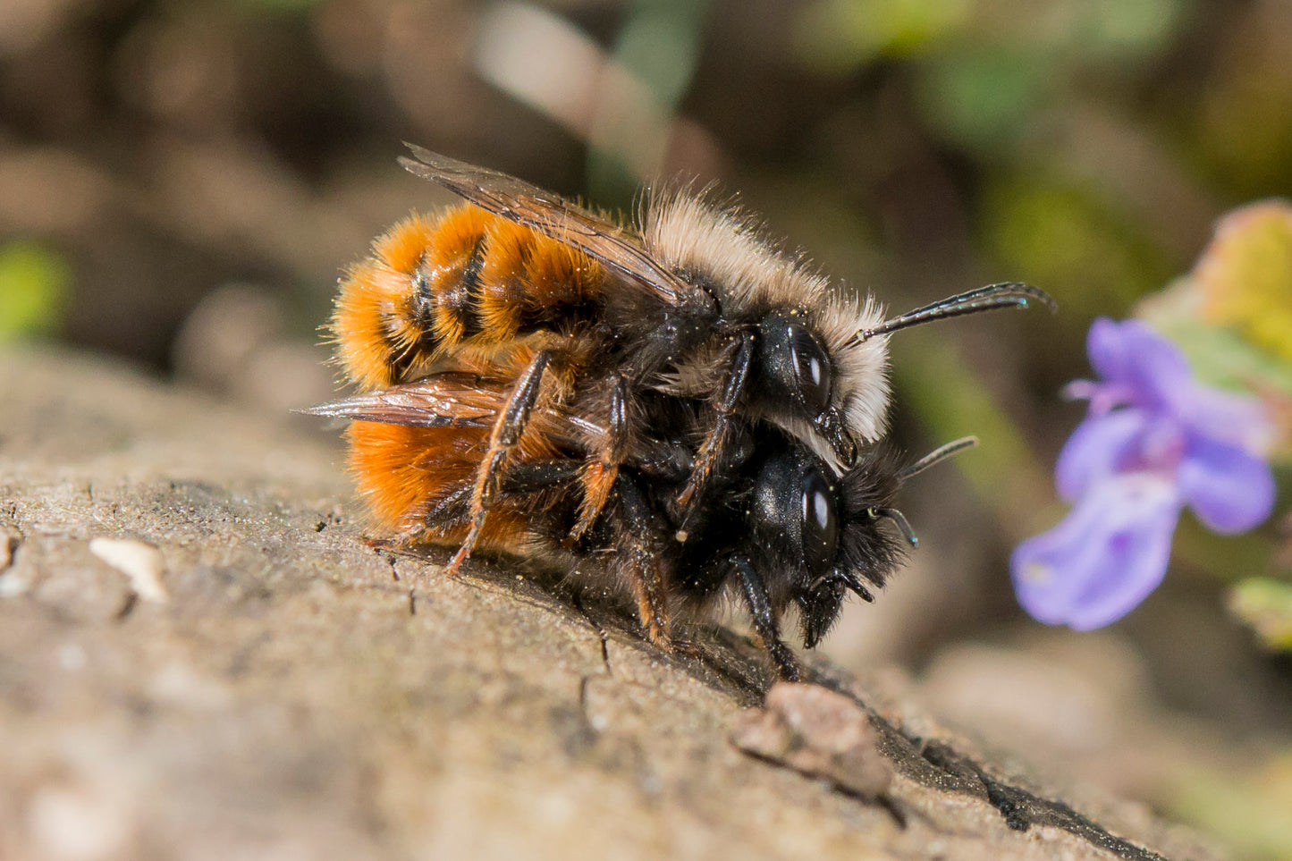 Gehörnte Mauerbienen bei der Paarung. Das Männchen oben umklammert das Weibchen.