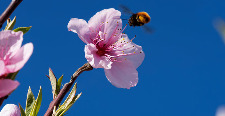 So leben Mauerbienen: 10 spannende Einblicke