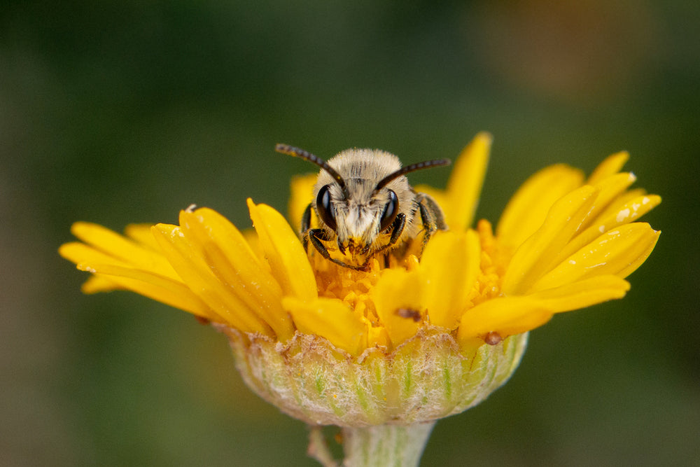 Das Wunder der Bestäubung und die entscheidende Rolle der Wildbienen