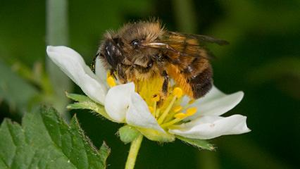 Flieg mit Corni zu den Blumen - So sehen und hören Mauerbienen
