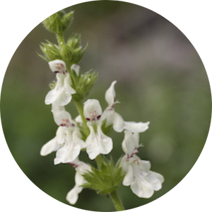 Aufrechte Ziest (Stachys recta), Wildblumen für Wildbienen, BeeHome