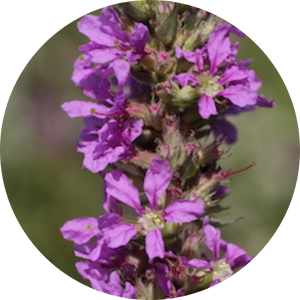 Blutweiderich-Sägehornbiene (Lythrum salicaria), Wildblumen für Wildbienen, BeeHome