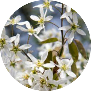 Felsenbirne (Amelanchier), Wildblumen für Wildbienen, BeeHome