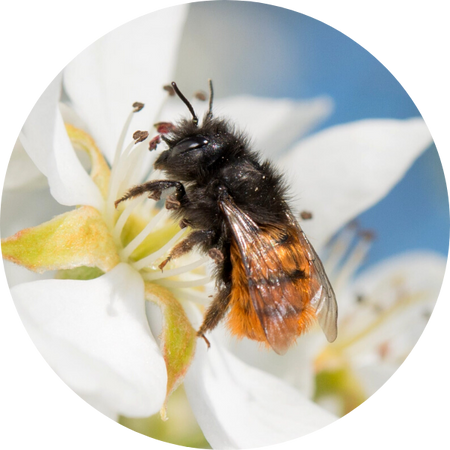 Gehörnte Mauerbiene (Osmia cornuta) BeeHome