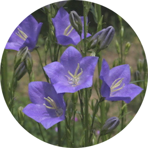 Glockenblumenart (Camplanula persicifolia), Wildblumen für Wildbienen, BeeHome