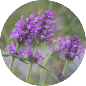 Heilziest (Stachys officinalis), Wildblumen für Wildbienen, BeeHome