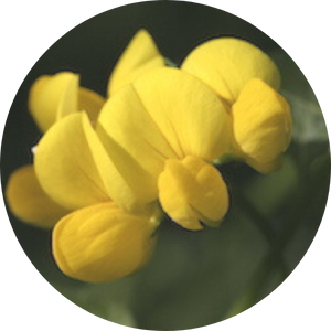 Hornklee (Lotus corniculatus), Wildblumen für Wildbienen, BeeHome