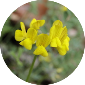 Hufeisenklee (Hippocrepis comosa), Wildblumen für Wildbienen, BeeHome