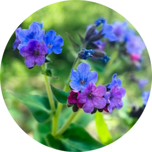 Lungenkraut (Pulmonaria officinalis),, Wildblumen für Wildbienen, BeeHome