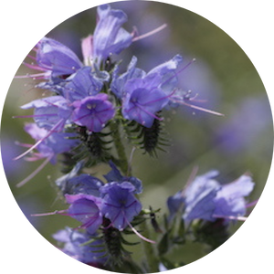 Natterkopf (Echium vulgare), Wildblumen für Wildbienen, BeeHome