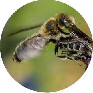 Natterkopf-Mauerbiene