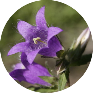 Nesselblättrige Glockenblume (Campanula trachelium), Wildblumen für Wildbienen, BeeHome