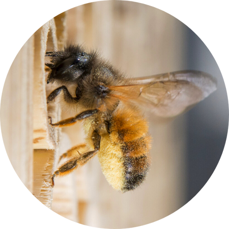 Rostrote Mauerbiene Osmia Bicornis am BeeHome