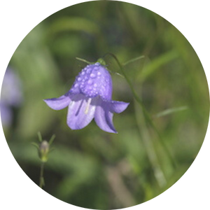 undblättrige Glockenblume (Campanula rotundifolia), Wildblumen für Wildbienen, BeeHome