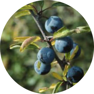 Schwarzdorn (Prunus spinosa), Wildblumen für Wildbienen, BeeHome 