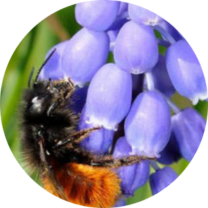 Traubenhyazinthen (Muscari), Wildblumen für Wildbienen, BeeHome