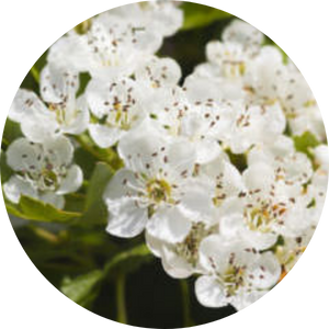 Weissdorne (Crataegus), Wildblumen für Wildbienen, BeeHome