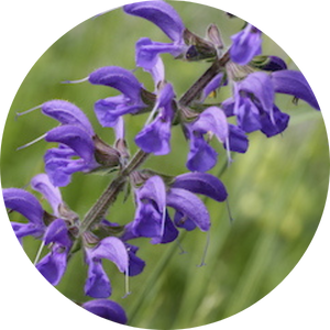 Wiesensalbei (Salvia pratensis), Wildblumen für Wildbienen, BeeHome