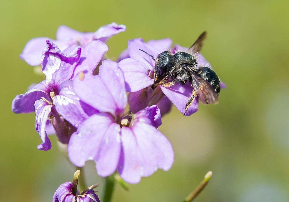 BeeHome by Pollinature