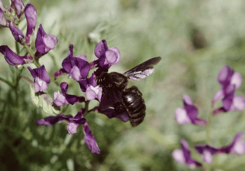 BeeHome by Pollinature