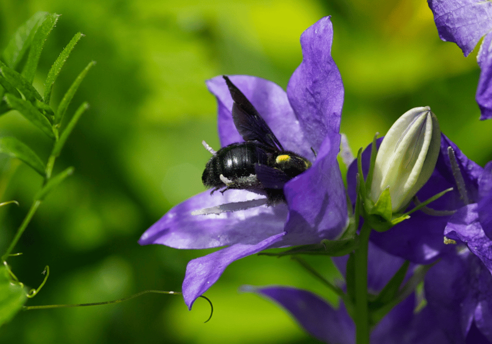 BeeHome by Pollinature