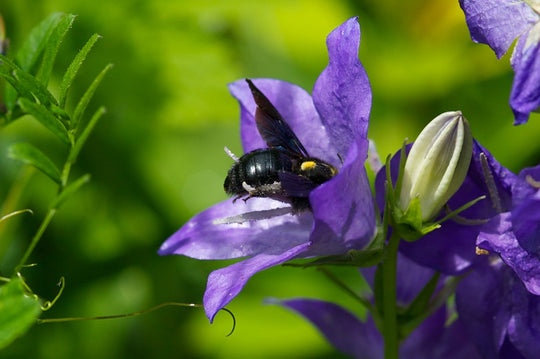 Die faszinierende Welt der Wildbienen