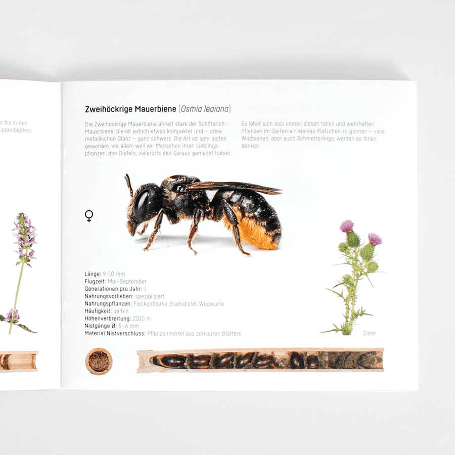 Wildbienen-Booklet